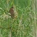 Melody Reed Photo 10