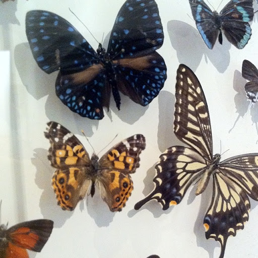 Susan Snow Photo 11