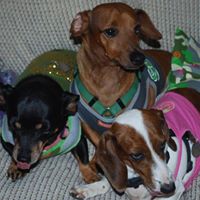 Bonnie Koch Photo 16