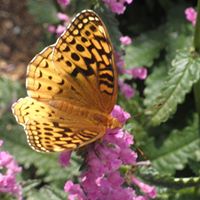 Susan Geiger Photo 38