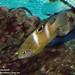 Allen Robertson Photo 28