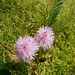 Zeb English Photo 3
