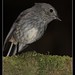 Robin Bond Photo 23