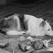 Jessie Gray Photo 10