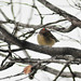 Ruby Branch Photo 7