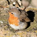 Robin Sutherland Photo 28