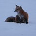 Bruce Fox Photo 22