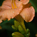 Elizabeth Stout Photo 20