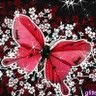 Raven Bell Photo 14