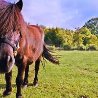 Susan Johannsen Photo 8