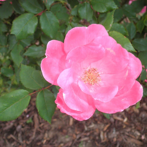 Cindy Russell Photo 6