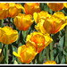 April Dow Photo 21