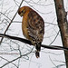 Deborah Hawk Photo 18
