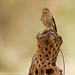 Joe Finch Photo 39