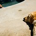Eric Dehart Photo 23