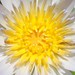 Lilli Flowers Photo 4