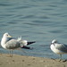 Margaret Higbee Photo 4