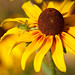 Debra Rutledge Photo 22