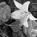 Rudy Sanchez Photo 31
