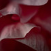 Rose Lerner Photo 7