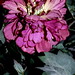 Rachel Hammond Photo 16
