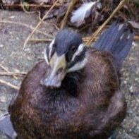 John Duckworth Photo 15