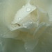 Deborah Rose Photo 28