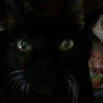 Cheryl Hamrick Photo 13