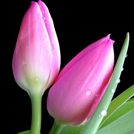 Mohsin Kazmi Photo 16