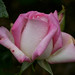 Catherine Cookson Photo 7