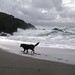 Heather Beach Photo 33