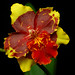 Debra Flowers Photo 14