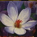 Debra Dye Photo 5