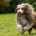 Joy Beard Photo 30