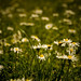 Daisy Massey Photo 5