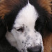 Don Collie Photo 24