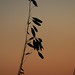 Myrtle Goins Photo 7