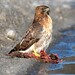 Janet Hawks Photo 16