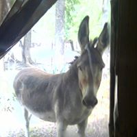 Susan Detwiler Photo 11