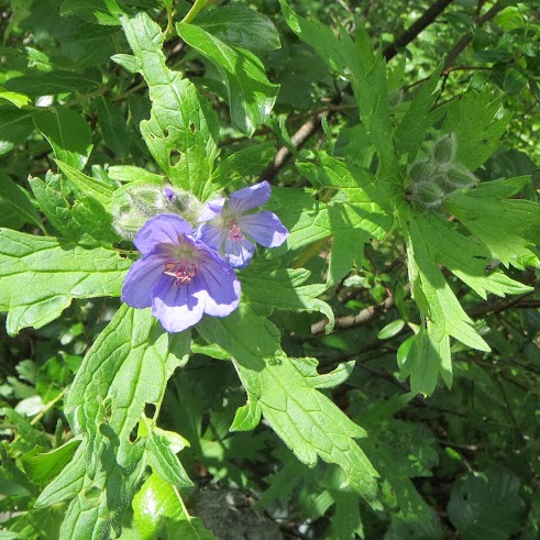 Barbara Andersen Photo 11