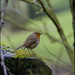 Robin Hubbard Photo 14