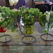 Martha Corcoran Photo 10