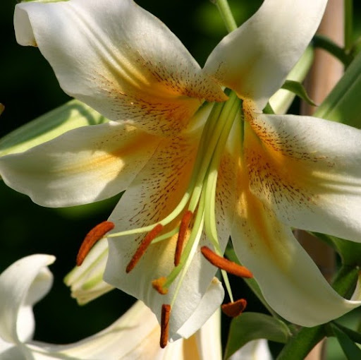 Julia Kerr Photo 26