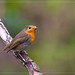 Robin Wing Photo 24