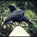 Stanley Crow Photo 8