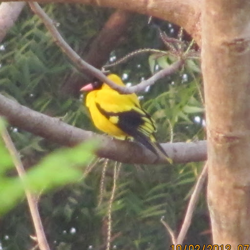 Sajal Dutta Photo 13