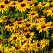 Susan Nevins Photo 21