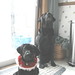 Abbie Bell Photo 15