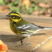 Linda Townsend Photo 23