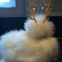 Donna Buckman Photo 5